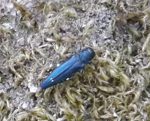 Réf. 186 665 : Agrilus biguttatus